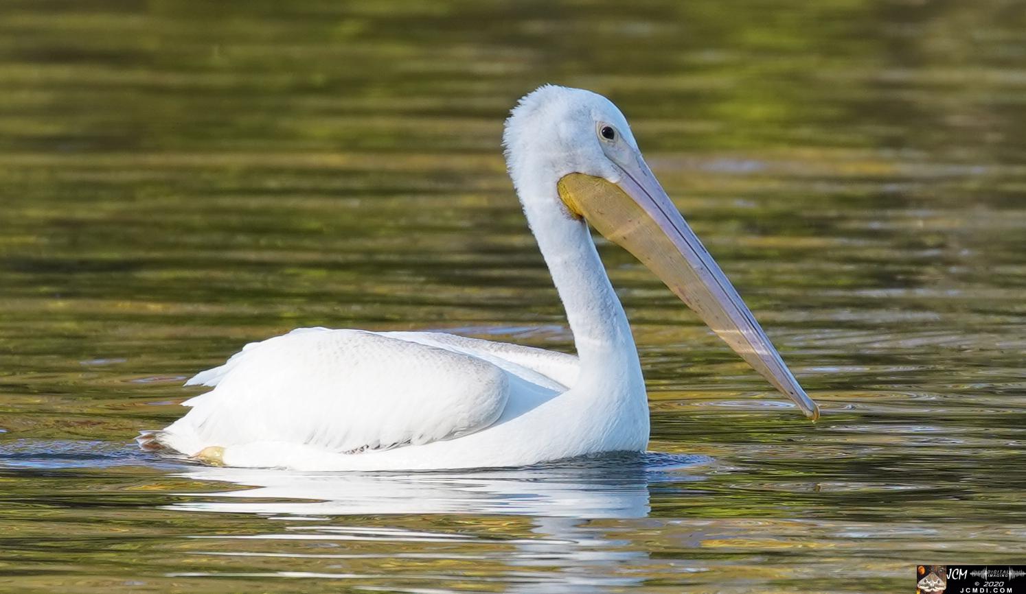 20201030 Old Hickory Lake TN Pelicans